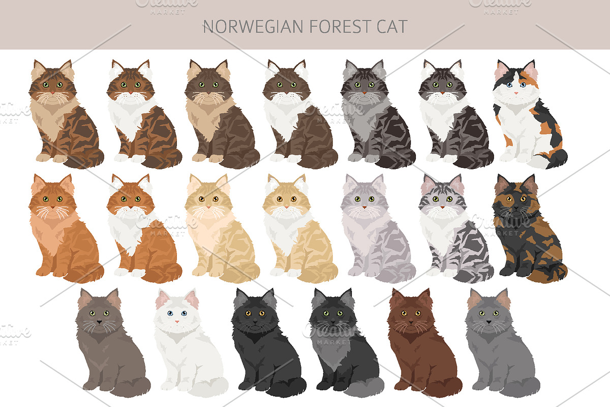 Norwegian Forest cat clipart, an Animal Illustration by pet design shop (Photo 4 of 6)