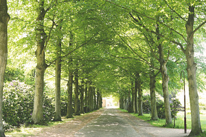 Tree canopy containing trees, path, and driveway