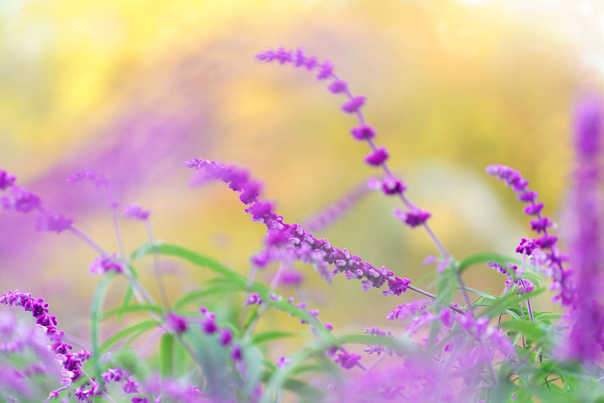 Pink Cosmos Flower Photo Bundle – 5, a Nature Photo by Silent Nature (Photo 3 of 6)