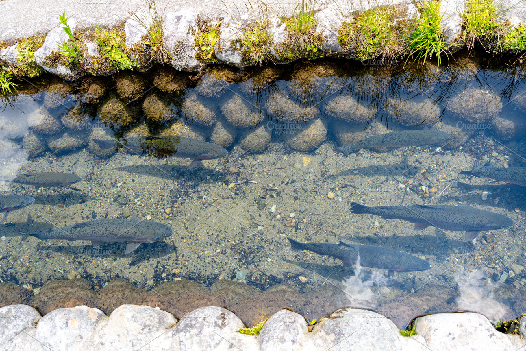 Cherry trout swimming in the village stream of Shirakawa-go, an Animal Photo by GoodGoods