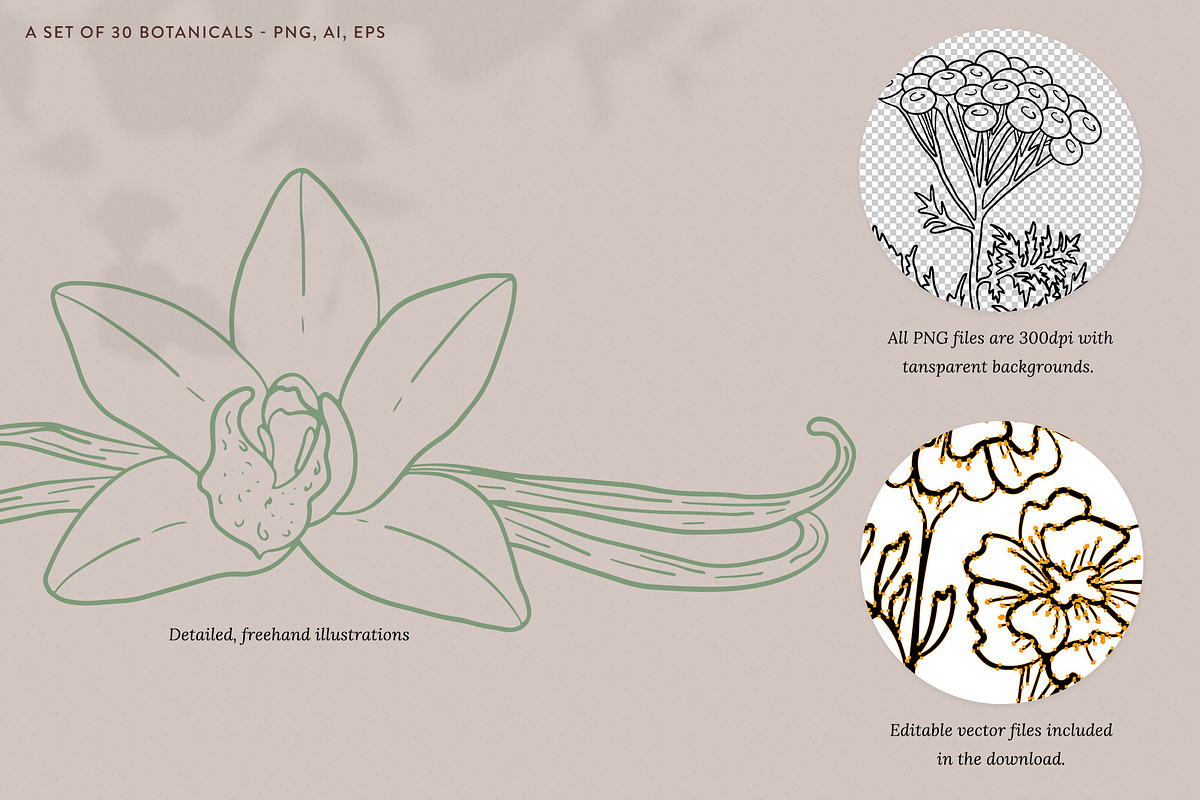 Skin Care Botanicals | 30 designs, a Healthcare Illustration by amber&ink (Photo 5 of 9)