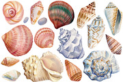 Seashells and fish, watercolor, an Animal Illustration by Hanna Hryharenka (Thumbnail 20 of 20)