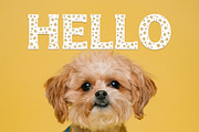Dog Paw - Pet Font, a Font by vladocar (Thumbnail 3 of 7)