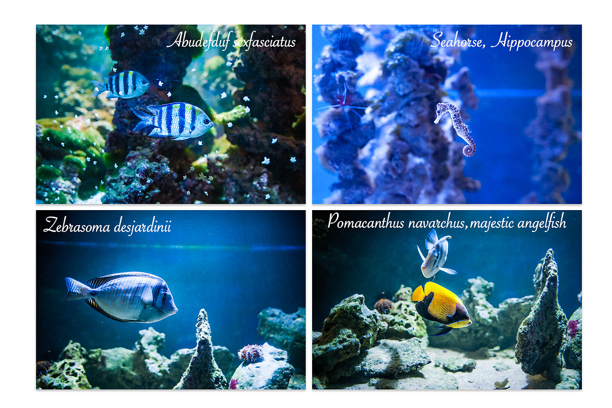 Under the sea BUNDLE, an Animal Photo by WildStrawberry Magic (Photo 4 of 6)
