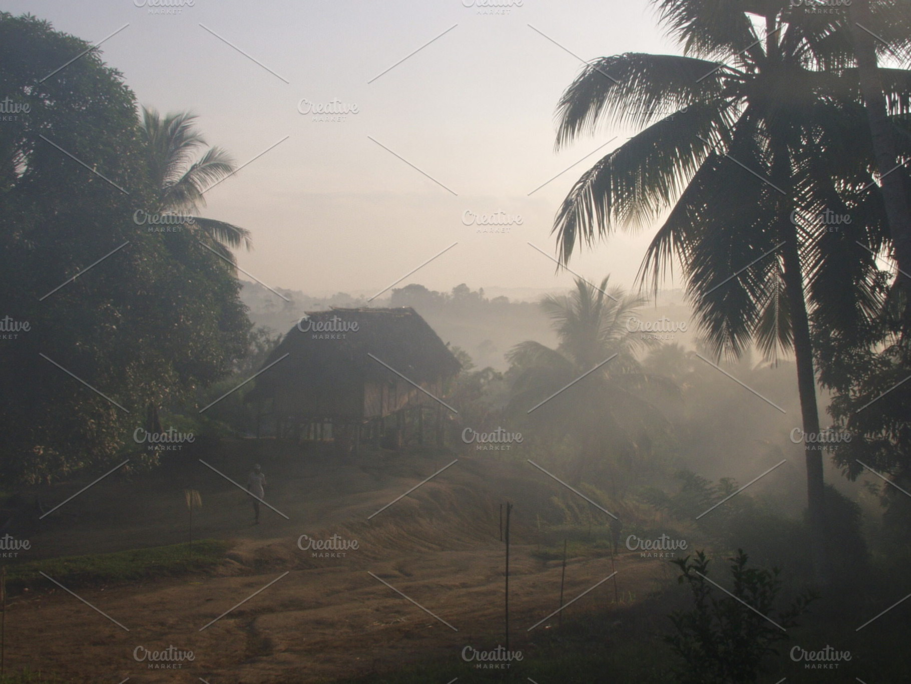 Dawn in the jungle, a Nature Photo by alchemyphoto