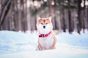 Dog of the shiba inu containing adult, animal, and arms, an Animal Photo by WildStrawberry Magic (Thumbnail 2 of 2)