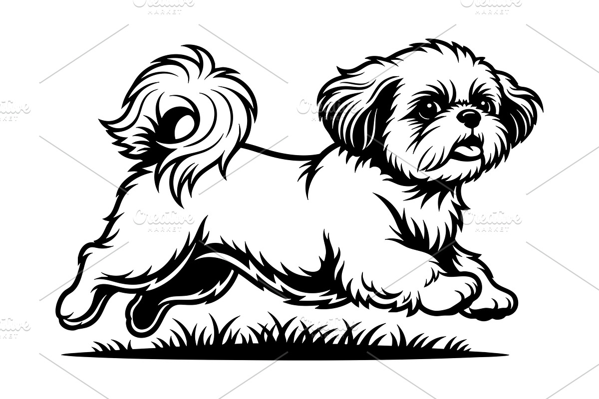 Cute Shih Tzu dog running. Pet., an Animal Illustration by yod67