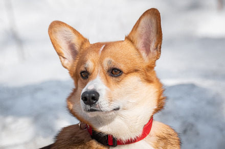 Welsh Corgi Pembroke in the winter f, an Animal Photo by AlexBush
