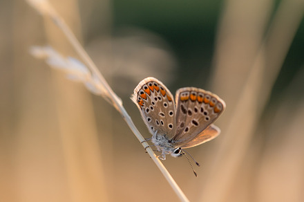 Tiny Butterfly