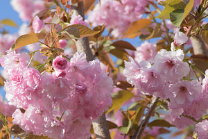 Delicate pink double cherry blossoms of sakura on the branches o, a Nature Photo by ndanko