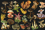 SALE! Collage Art Creator Pack 1400+, an Animal Illustration by Lilithcollageart (Thumbnail 7 of 19)