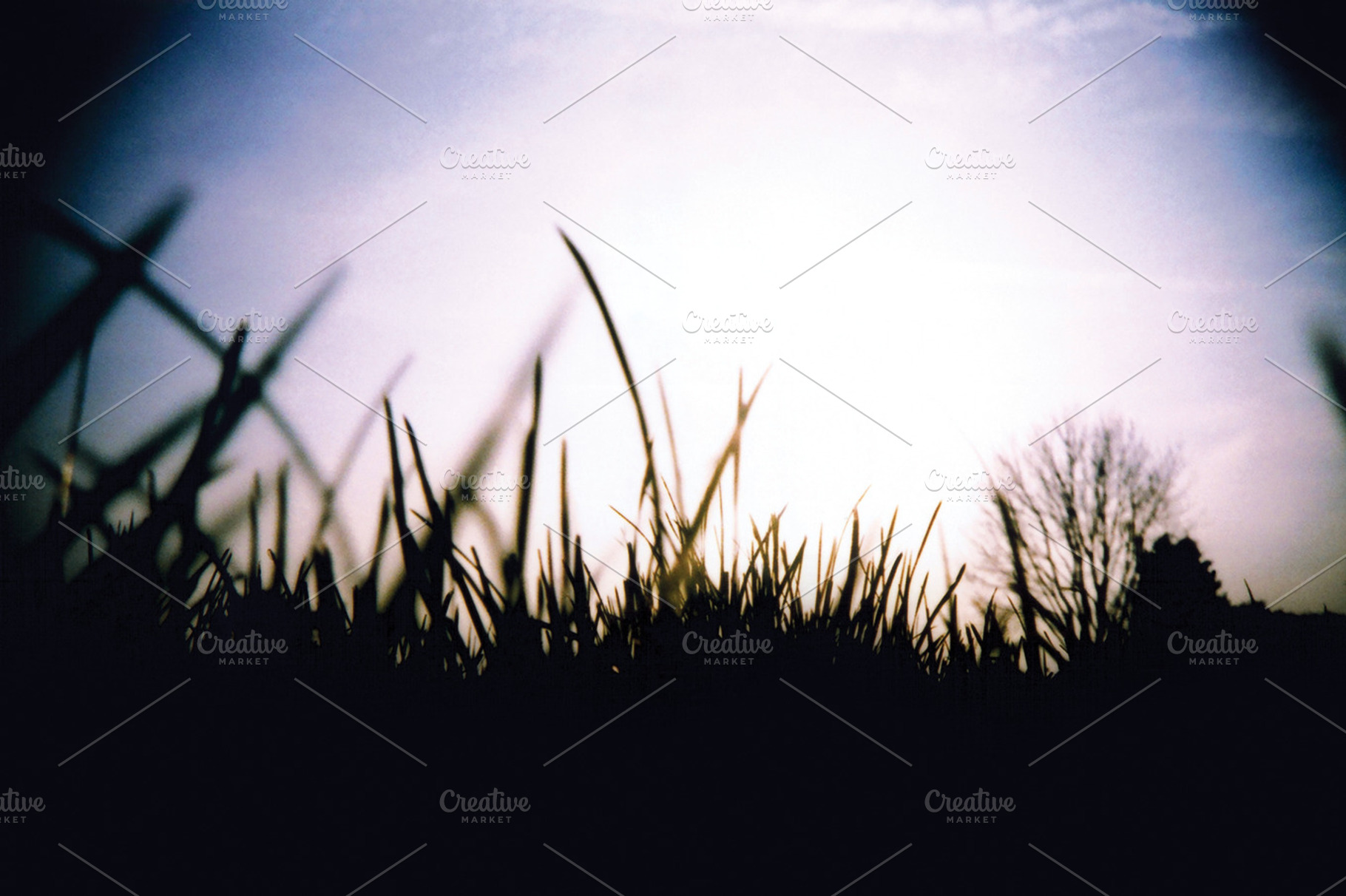 Grass At Ground Level