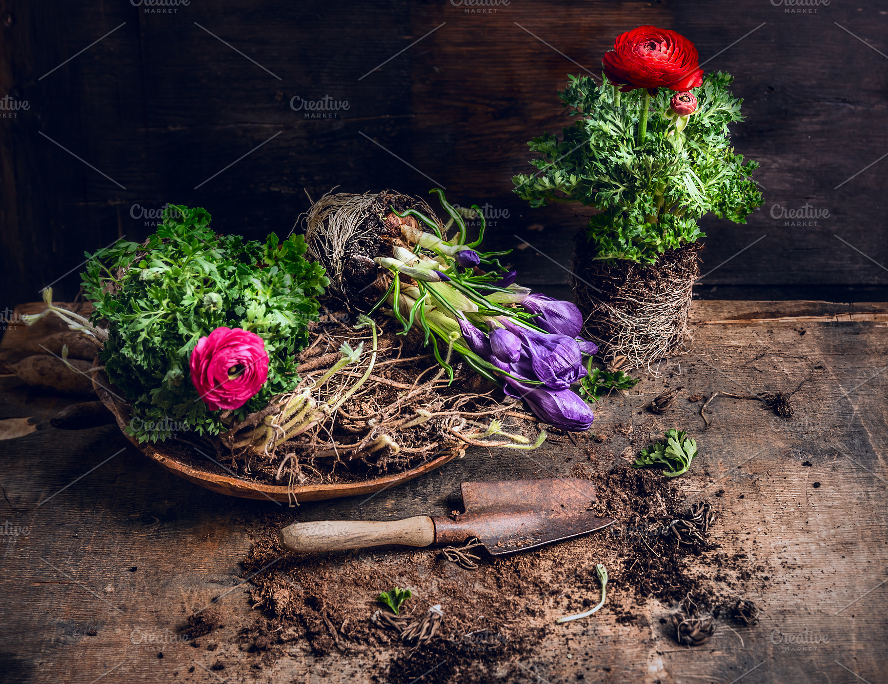 Flowers planting with old scoop, an Arts & Entertainment Photo by VICUSCHKA