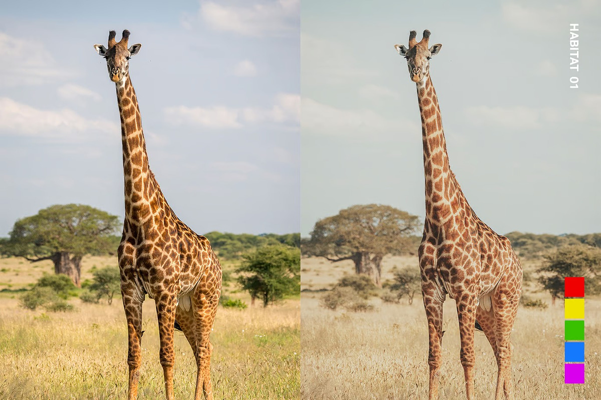 25 Safari Lightroom Presets and LUTs, a Preset Add-On by Hubzway (Photo 10 of 14)
