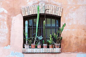 Old window with cactus flower pots, an Architecture Photo by BOOCYS