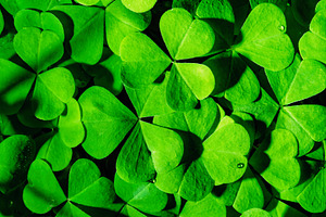 Green clover leaves illuminated by bright sunlight. Fresh shamrock foliage back
