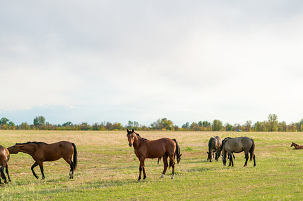 panorama view of some horses in the, a Background Photo by Mikee's stuff