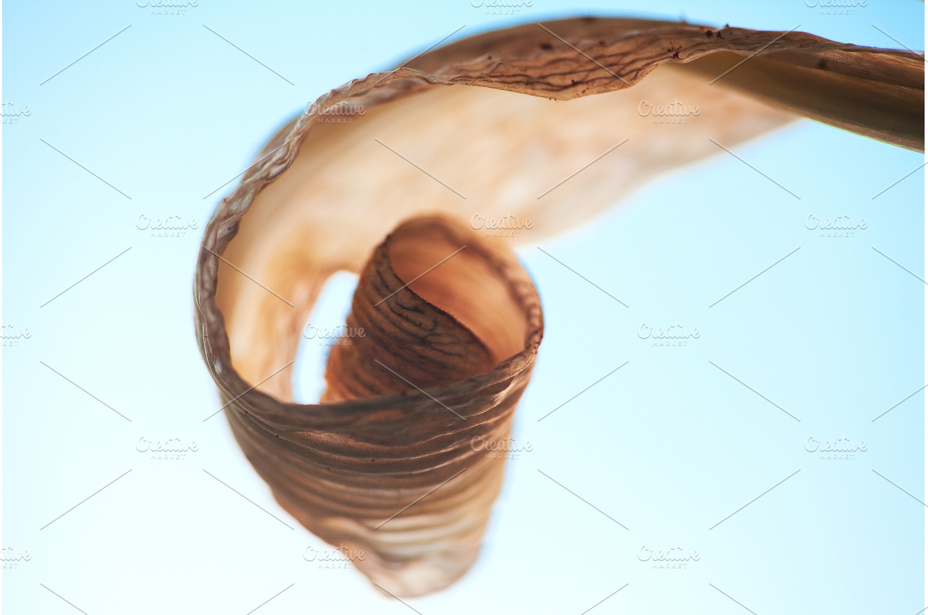 Dried Lily Leaf's Graceful Curl, a Nature Photo by Rohan Photography