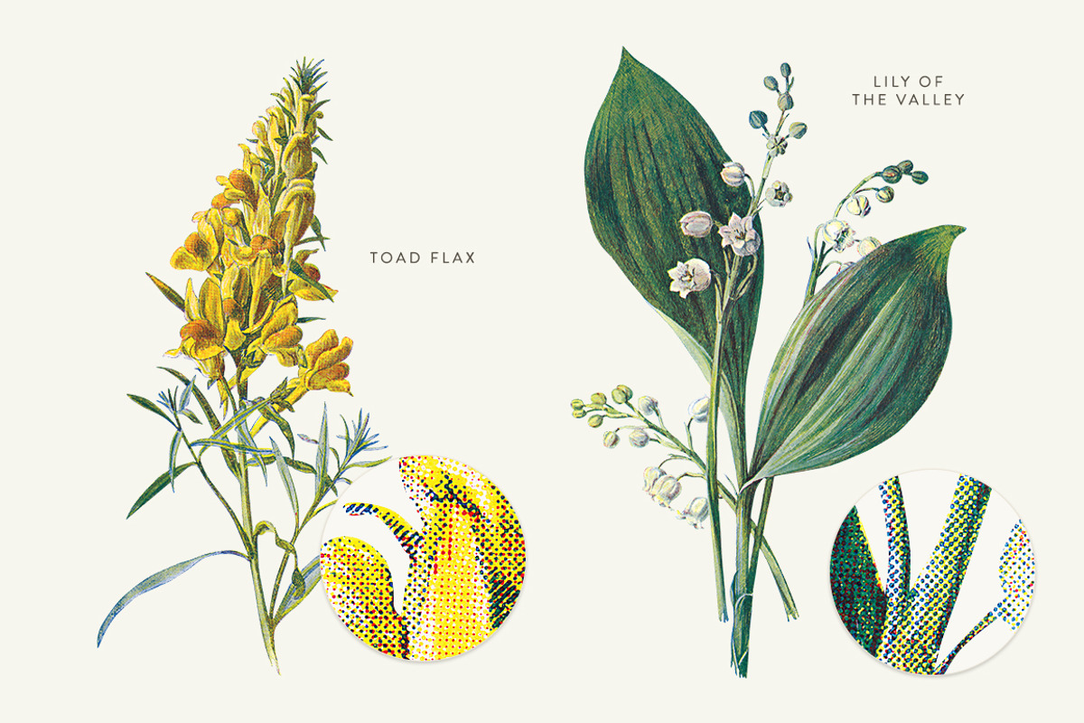 Vintage Flowers Vol.03 - Extra Large, an Illustration by Greta Ivy (Photo 14 of 15)