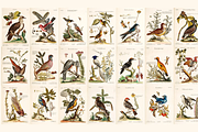 100+ Johann Michael Seligmann, an Animal Illustration by Digital Museum (Thumbnail 1 of 10)