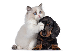 Ragdoll kitten and Dachshund pup on white, an Animal Photo by Cat'chy Images by Nynke