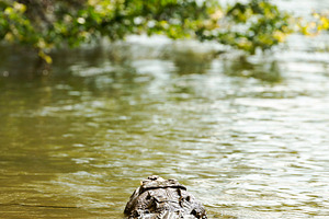 Crocodile In Jungle River, an Animal Photo by THP Creative