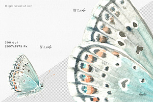 Butterfly Watercolor Cliparts