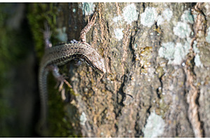 Common lizard on a trunk in the Palatinate Forest. Germany, an Animal Photo by Leonid Andronov