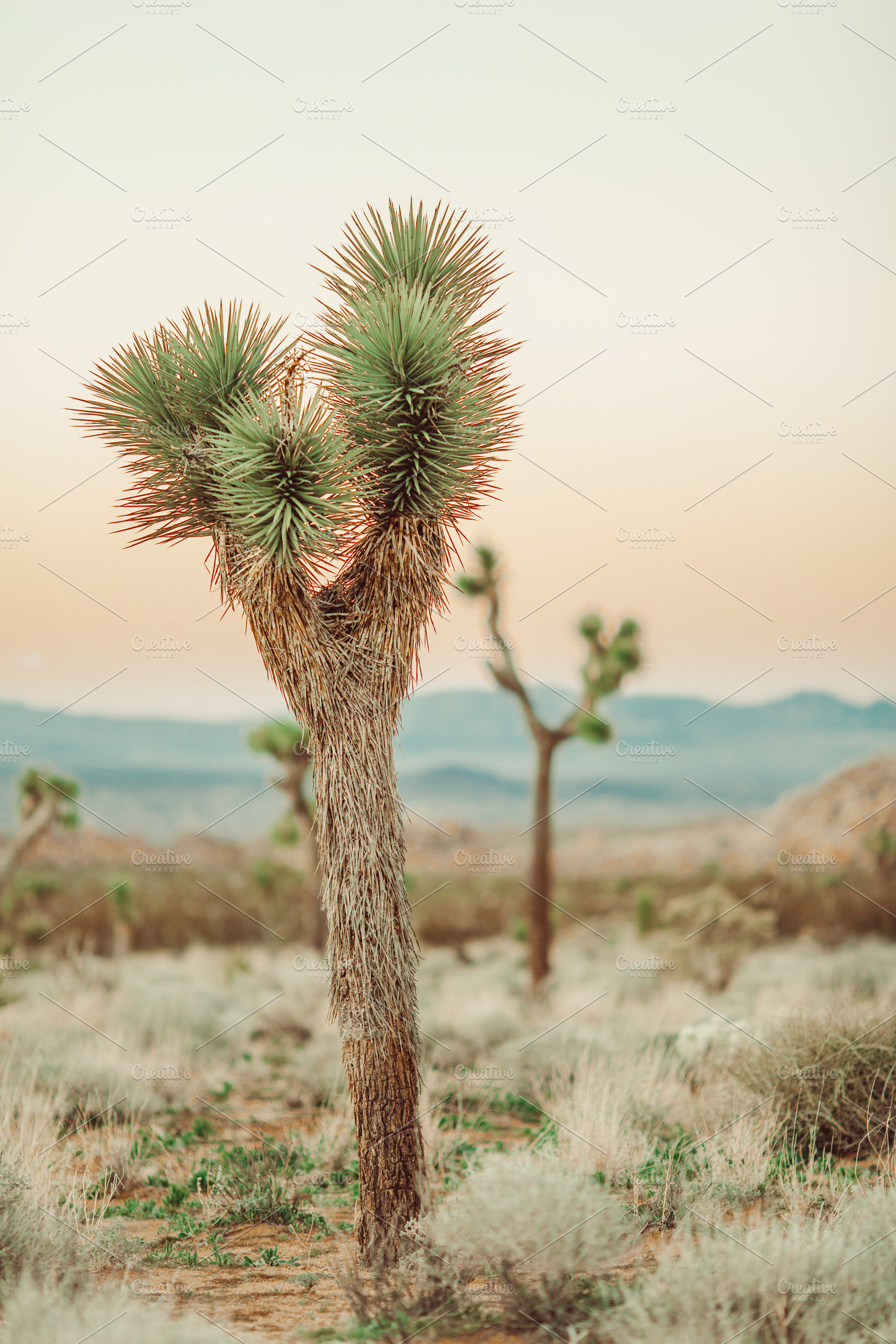 Small Joshua Tree in Sunset, a Nature Photo by Munopia