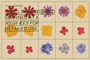 PRESSED BLOOMS Floral Cutouts, an Object Graphic by Desert Poetic (Thumbnail 5 of 7)