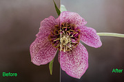 Nature Photoshop Actions 220 Bundle, an Action Add-On by ARTNEST (Thumbnail 9 of 12)