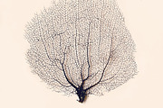 Sea Coral, a Nature Photo by The Free Creatives (Thumbnail 2 of 2)