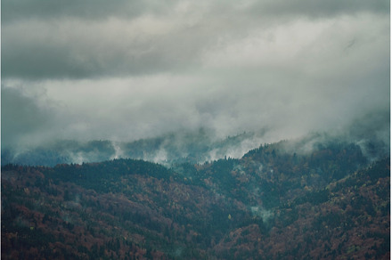 Morning fog over fir mountain forest, a Nature Photo by vitaliymateha photography