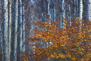 Orange leaves branch in the forest, a Nature Photo by Mark Borbely