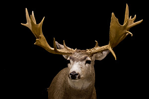 Reindeer featuring animal, picture, and photo