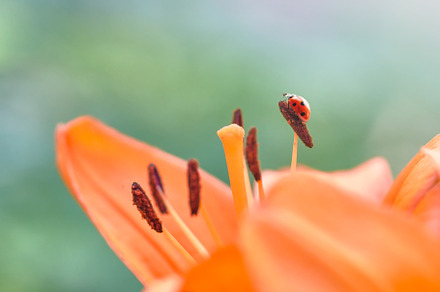 Orange lilies and a small ladybug, a Nature Photo by Vladimir Kazimirov