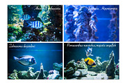 Under the sea BUNDLE, an Animal Photo by WildStrawberry Magic (Thumbnail 4 of 6)