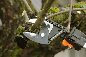 Gardener pruning old tree with shear containing pruning, tree, and fruit, a Nature Photo by Vaivirga