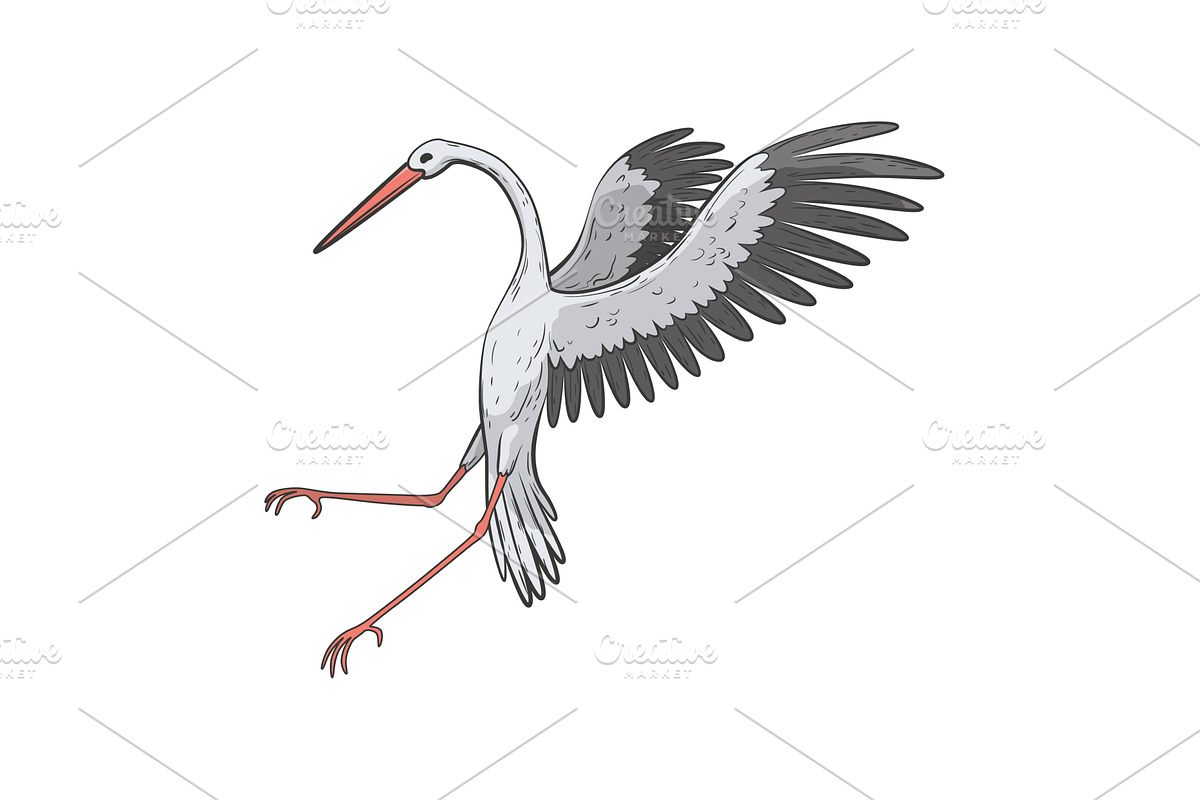 Crane bird in realistic style, an Animal Illustration by Things for designers