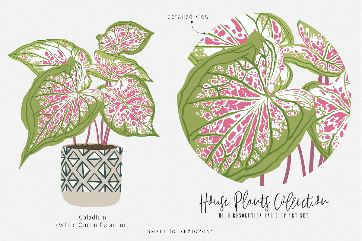 House Plants Collection Set II, a Graphic by SmallHouseBigPony (Photo 20 of 21)