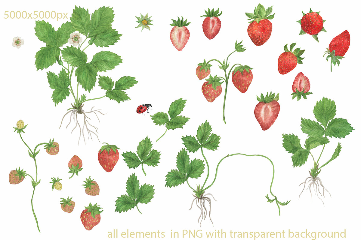 Strawberry-watercolor collection, a Pattern Graphic by ramika (Photo 3 of 4)