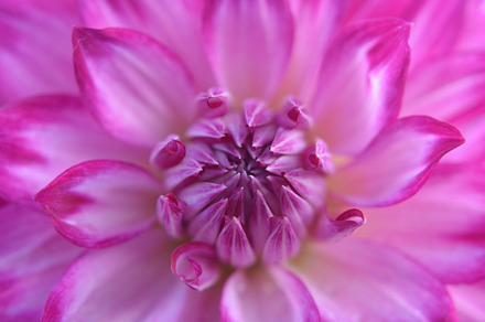 Pink flower stock photograph, a Nature Photo by K_Srinivas