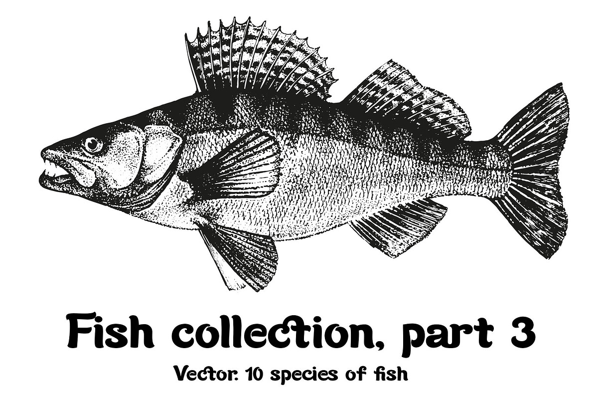 Fish collection, part 3, a Food Illustration by ZotovShop (Photo 1 of 11)