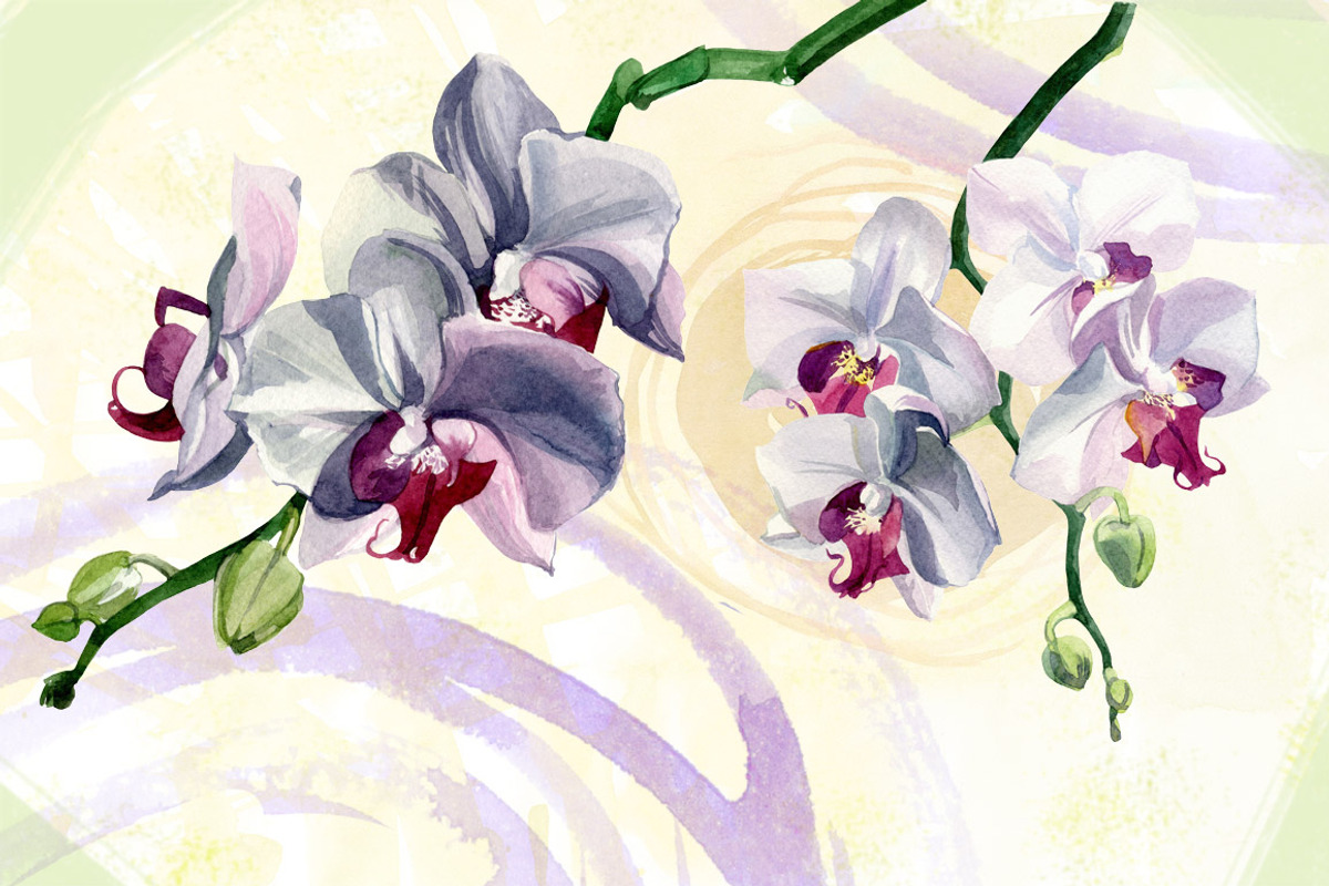Watercolor flowers set - orchids, an Illustration by My art shop (Photo 3 of 3)