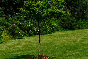 Lush tree with flowers in Reykjavik Iceland summer garden landscape scene, a Photo by AS photostudio