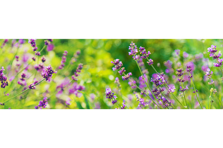 Blooming lavender in the garden