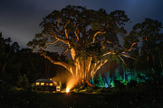 30 Magical Tree Forest Images, a Nature Photo by h.utomo (Thumbnail 28 of 30)