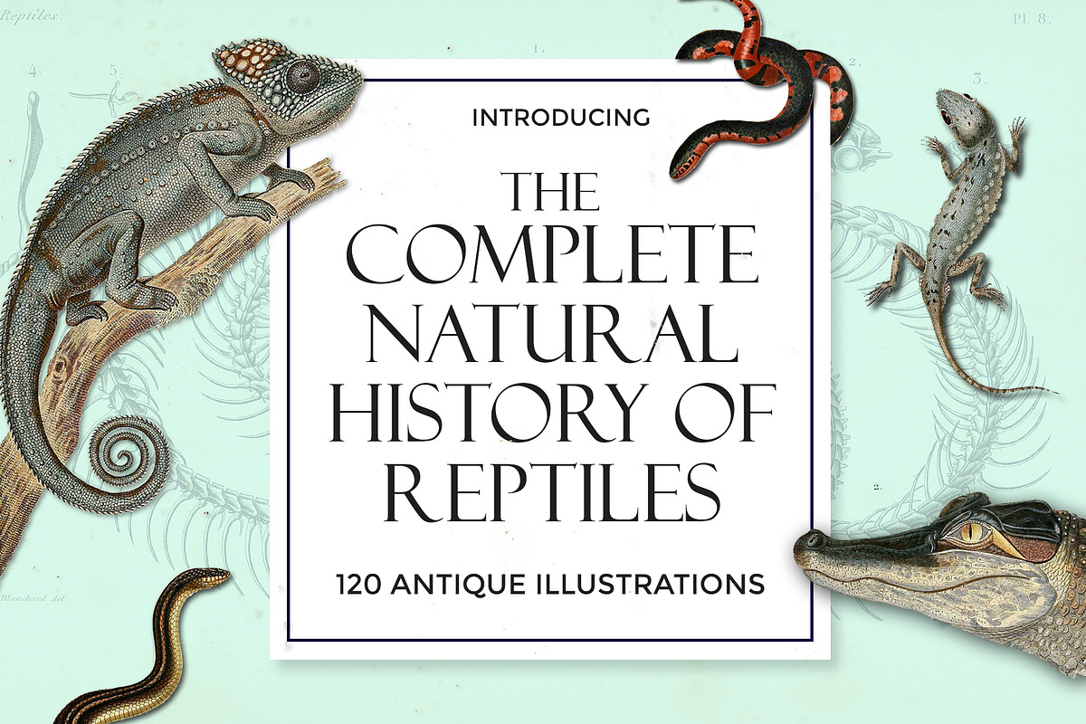 Complete Natural History of Reptiles, an Animal Illustration by Dene Studios (Photo 1 of 11)