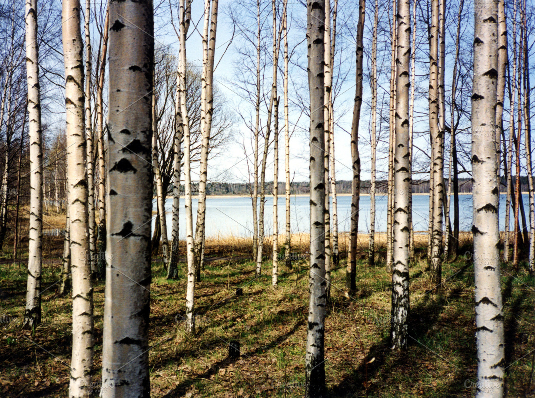 Birches Containing Birch Birches And Birch Tree