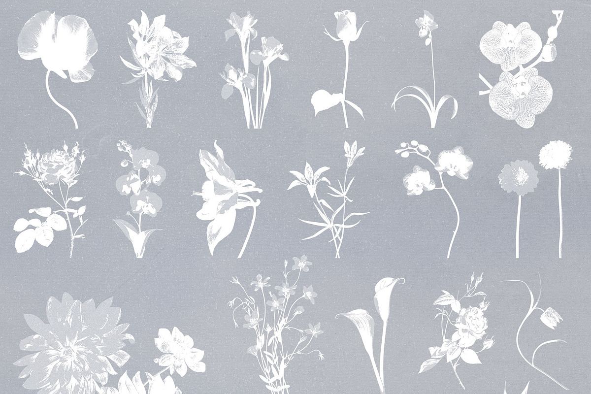Bloom & Shade Botanical PNG Elements, an Object Graphic by alonahaidash (Photo 8 of 13)